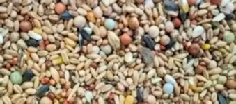 feeding guide for conditioning gamefowl|Ultimate Guide on Gamefowl Preconditi.
